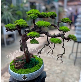 تصویر بنسای جاودان مه رویش 