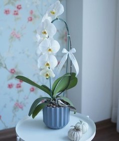 تصویر ارکیده زرد و قرمز 