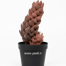 تصویر هاورتیا رینواردتی 