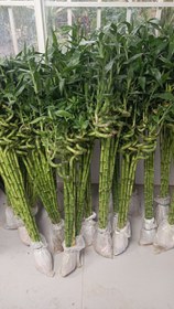 تصویر گل بامبو | کد: ZNB-EAT 