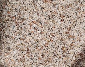 تصویر اسفرزه (اسپرزه) - ۱۰۰ گرم Psyllium