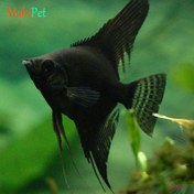 تصویر ماهی آنجل مشکی سایز ۷ تا ۸ سانت مناسب آکواریوم 