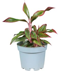 تصویر آگلونما رد سیام 