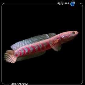 تصویر ماهی چانا آسیاتیکا رد استریپ 