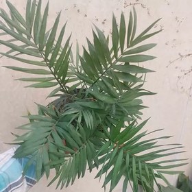 تصویر گیاه اپارتمانی نخل شامادورا(chamaedora elegans plant) 