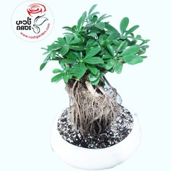 تصویر بنسای شفلرا 