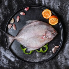 تصویر ماهی حلوا سیاه 