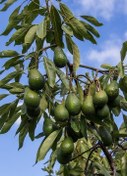 تصویر نهال آووکادو پیوندی ۲ ساله Grafted avocado plant