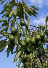 تصویر نهال آووکادو پیوندی ۲ ساله Grafted avocado plant