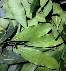 تصویر گیاه دارویی برگ بو Laurus nobilis 