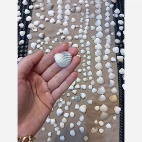 تصویر صدف دریایی 