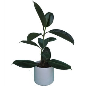 تصویر گیاه طبیعی فیکوس کد 01 