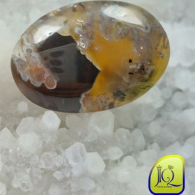 تصویر نگین شجر دریایی 