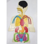 تصویر آناتومی بدن انسان 