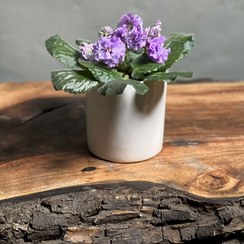 تصویر گیاه بنفشه آفریقایی رنگ گل بنفش 