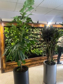 تصویر نخل فیش تیل 