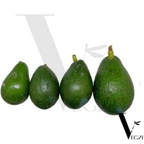 تصویر آووکادو ایرانی تک عددی