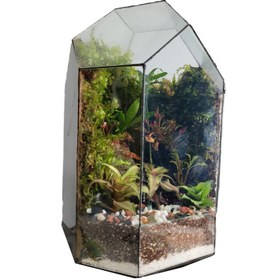 تصویر گیاه طبیعی تراریوم مدل 012 