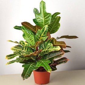 تصویر نهال گل کروتون Codiaeum variegatum