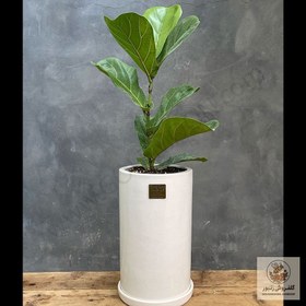 تصویر گیاه لیراتا | کد: ZNB-1BVC 