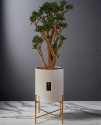 تصویر بنسای هدیه و گیاهان آپارتمانی 