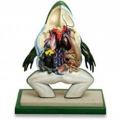 تصویر مولاژ قورباغه 