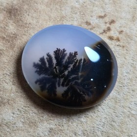 تصویر شجر قائن زیبا خاص 