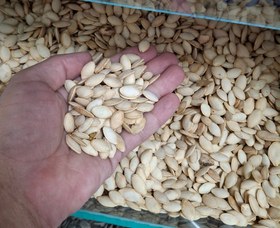 تصویر تخمه کدو 