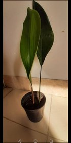 تصویر برگ عبایی Aspidistra elatior