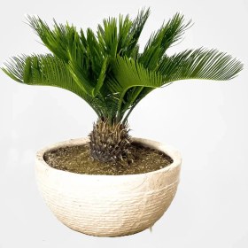 تصویر بنسای سیکاس 