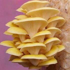 تصویر کمپوست قارچ صدفی طلایی (بسته دوکیلوگرمی) Golden oyster mushroom compost (2kg)