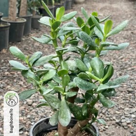 تصویر بونسای یشم 