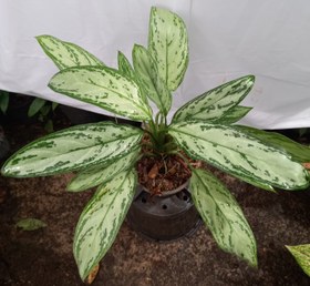 تصویر آگلونما Chinese Evergreen