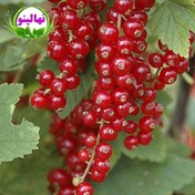 تصویر نهال انگور ردکارنت قرمز Redcurrent berry