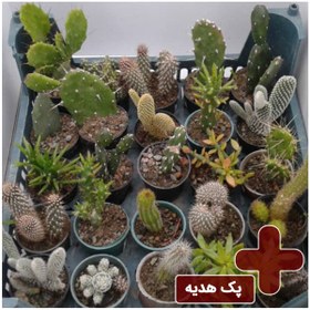 تصویر پکیج هدیه دار ساکولنت (گلدان 6) 250 عددی 