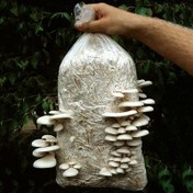 تصویر کمپوست قارچ صدفی سفید White oyster mushroom compost