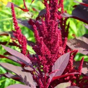 تصویر بذر آمارانت آمریکایی 