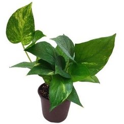 تصویر گیاه پتوس طبیعی مدل 012 