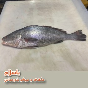 تصویر ماهی میش تازه (1 کیلوگرم) 