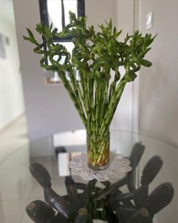 تصویر بامبو گیاه آپارتمانی شیک 