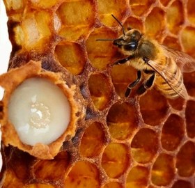 تصویر ژل رویال - ۱۰ گرم 