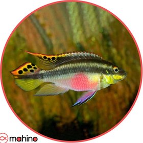 تصویر ماهی کریبنسیس 