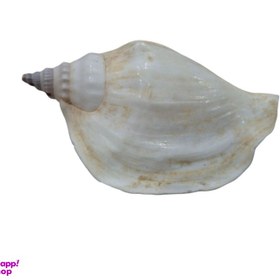 تصویر صدف تزیینی مدل Zm کد 1040 