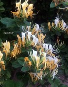 تصویر بذر پیچ امین الدوله (10 عددی) Lonicera caprifolium 