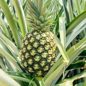 تصویر نهال آناناس (MD2) 