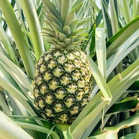 تصویر نهال آناناس (MD2) 