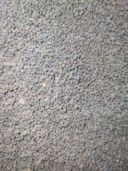 تصویر چای کله مورچه کلکته سیاره 