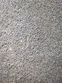 تصویر چای کله مورچه کلکته سیاره 