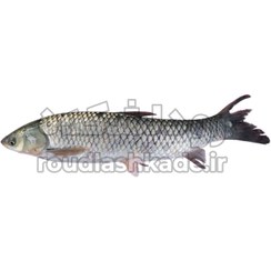 تصویر ماهی آمور Common Carp