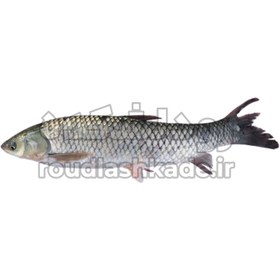 تصویر ماهی آمور Common Carp